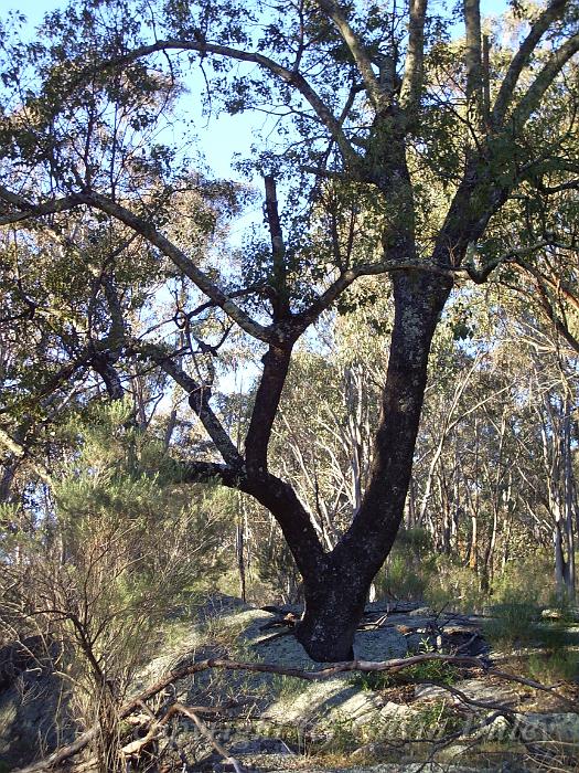 Eucalypt, Yarrowyck IMGP9796.JPG